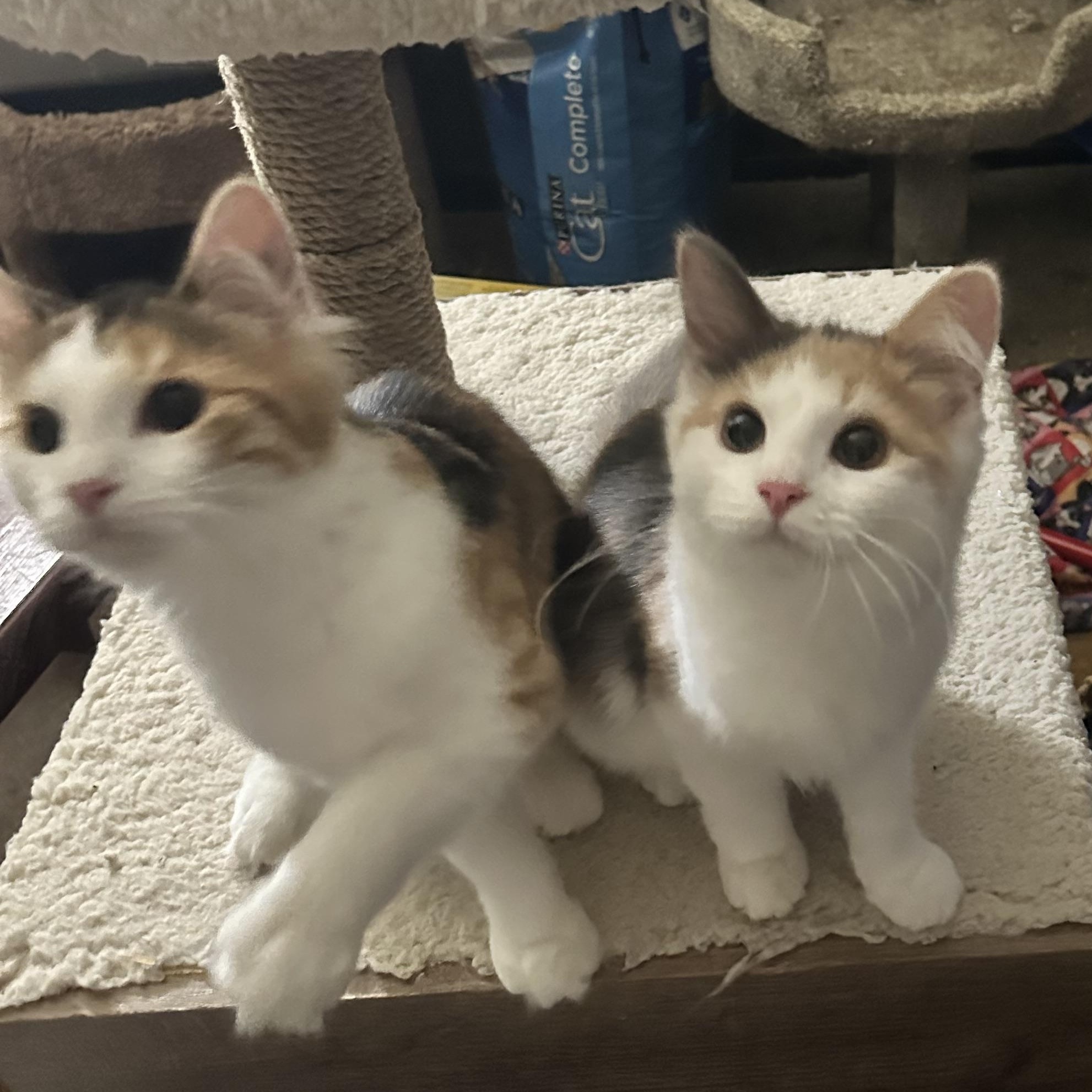 Buttercup, Adopted, Kitten Female Calico.