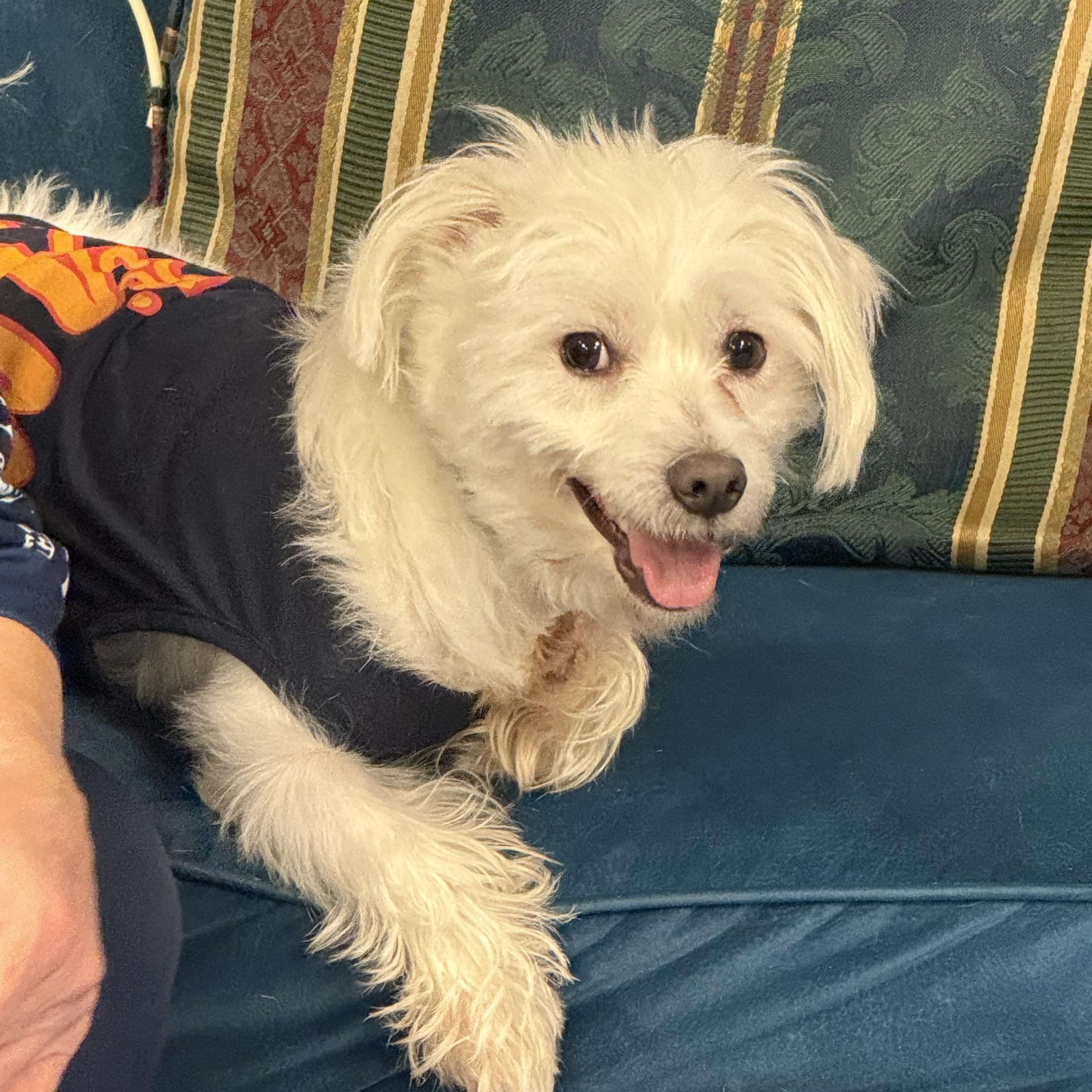Bowie, Adoptable, Adult Male Maltese.