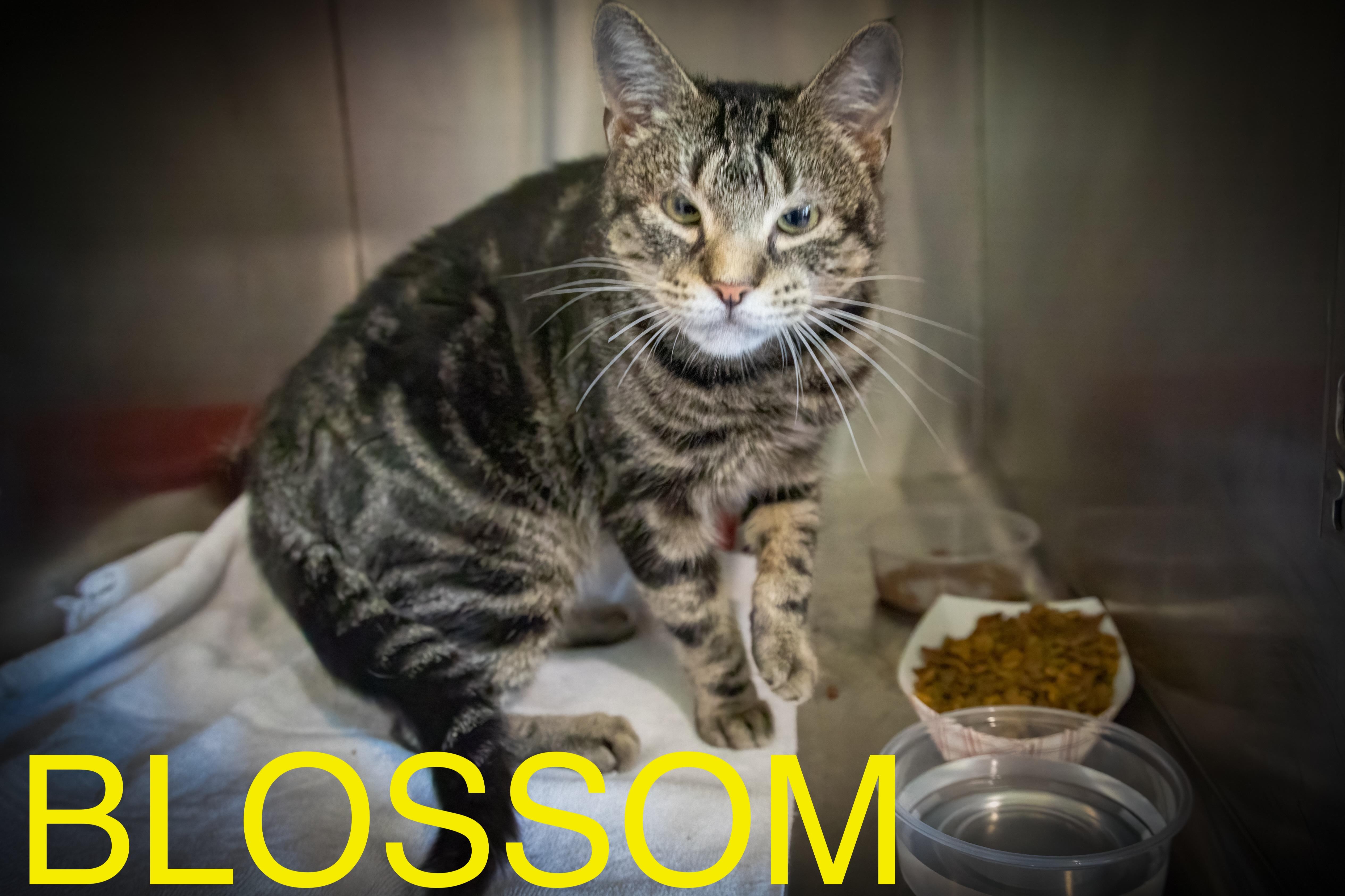 Blossom (FCID# 04/28/2025 - 8)