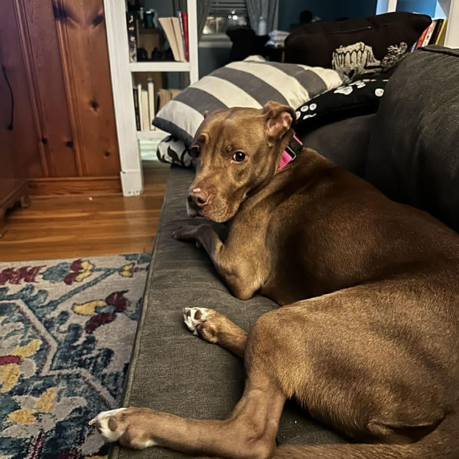 Enlarge Honey, a Adoptable mixed breed in Richmond, VA image 5/6