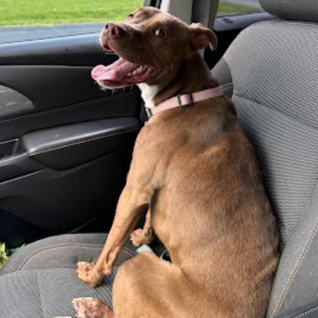 Enlarge Honey, a Adoptable mixed breed in Richmond, VA image 3/6