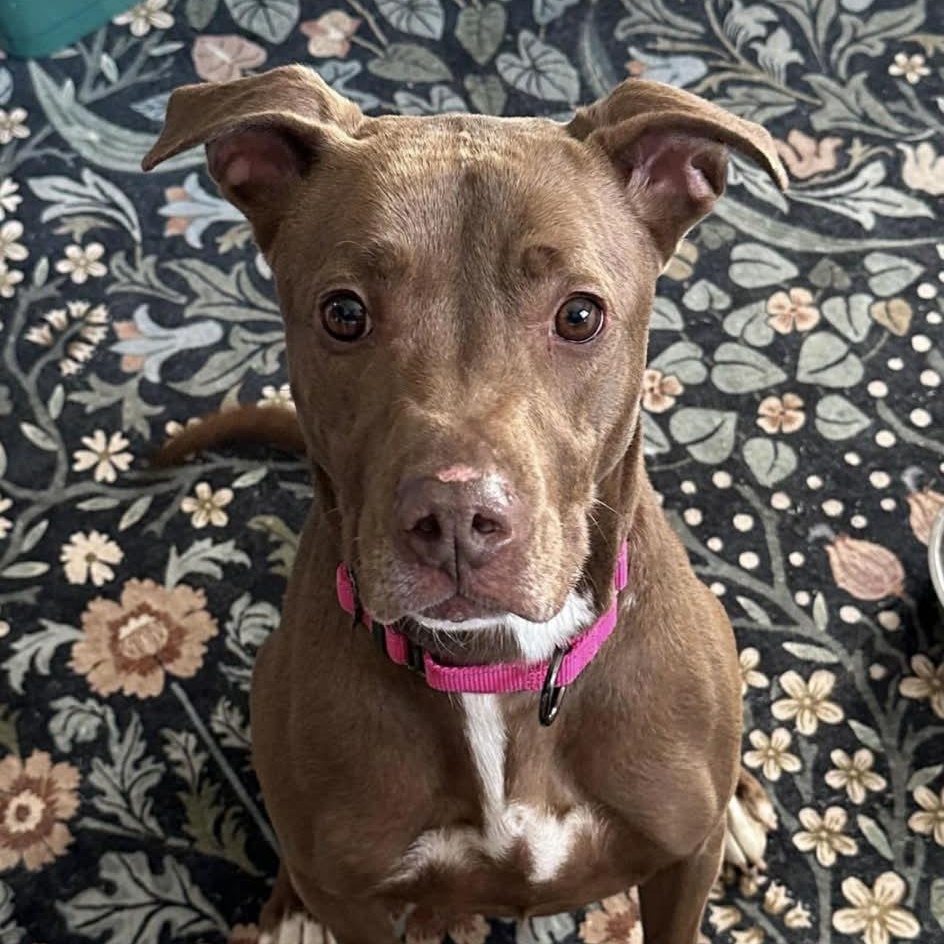 Enlarge Honey, a Adoptable mixed breed in Richmond, VA image 4/6