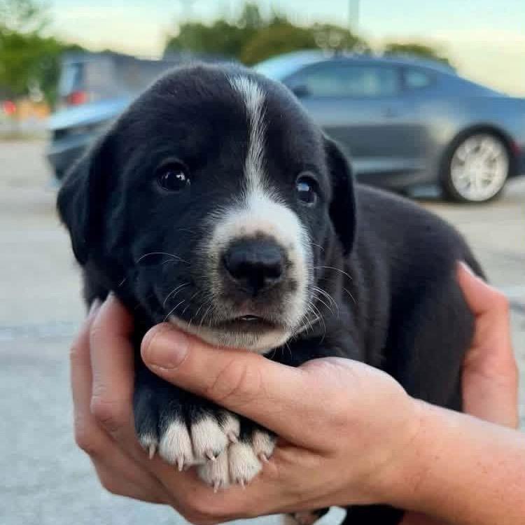Moomba, Adoptable, Puppy Female Border Collie & Mixed Breed.