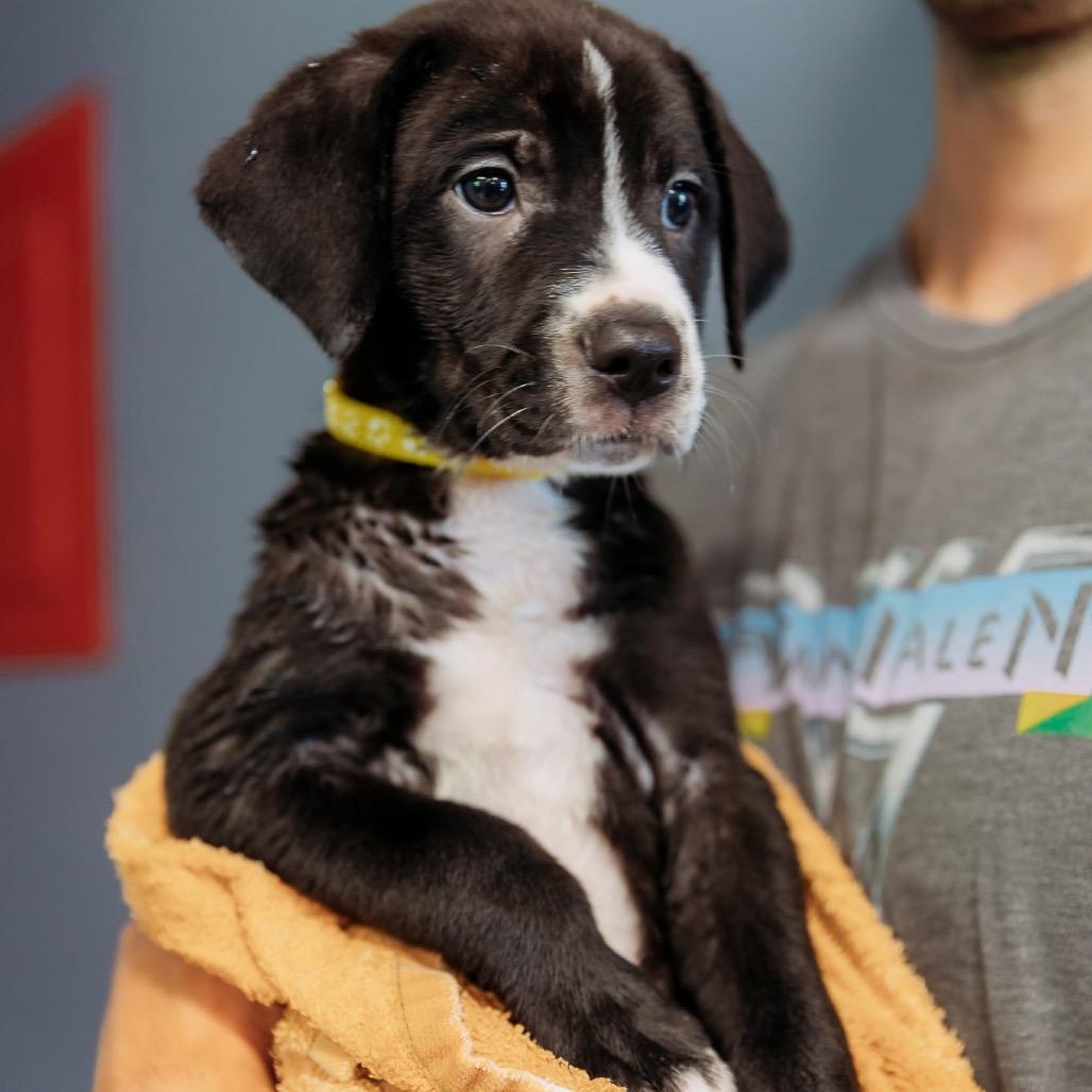 Moomba, a Adoptable mixed breed in Brainerd, MN image 2/2