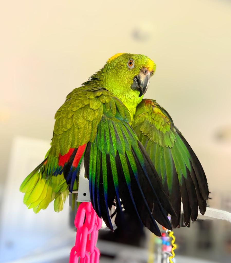 Brussels, Adoptable, Senior Male Amazon.