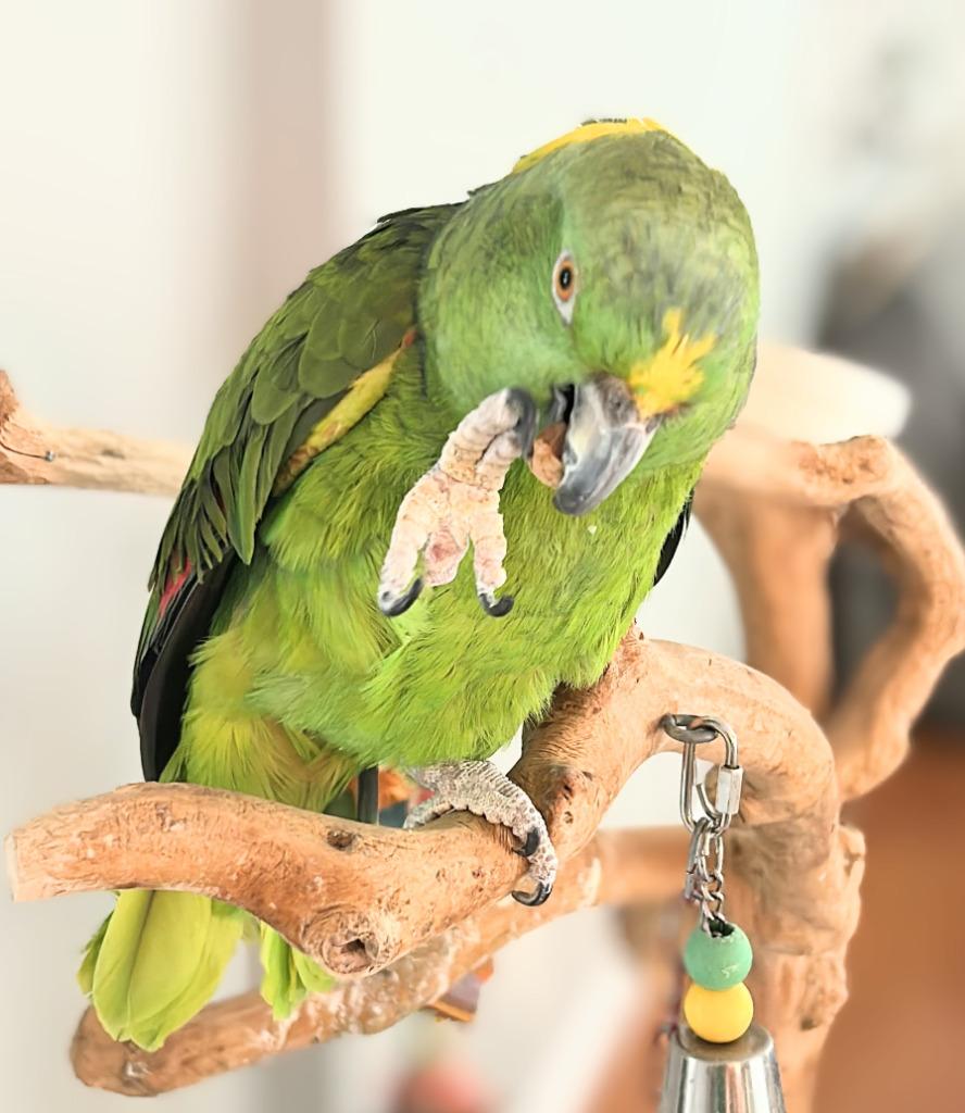 Brussels, a Adoptable Amazon in Ballwin, MO image 1/6