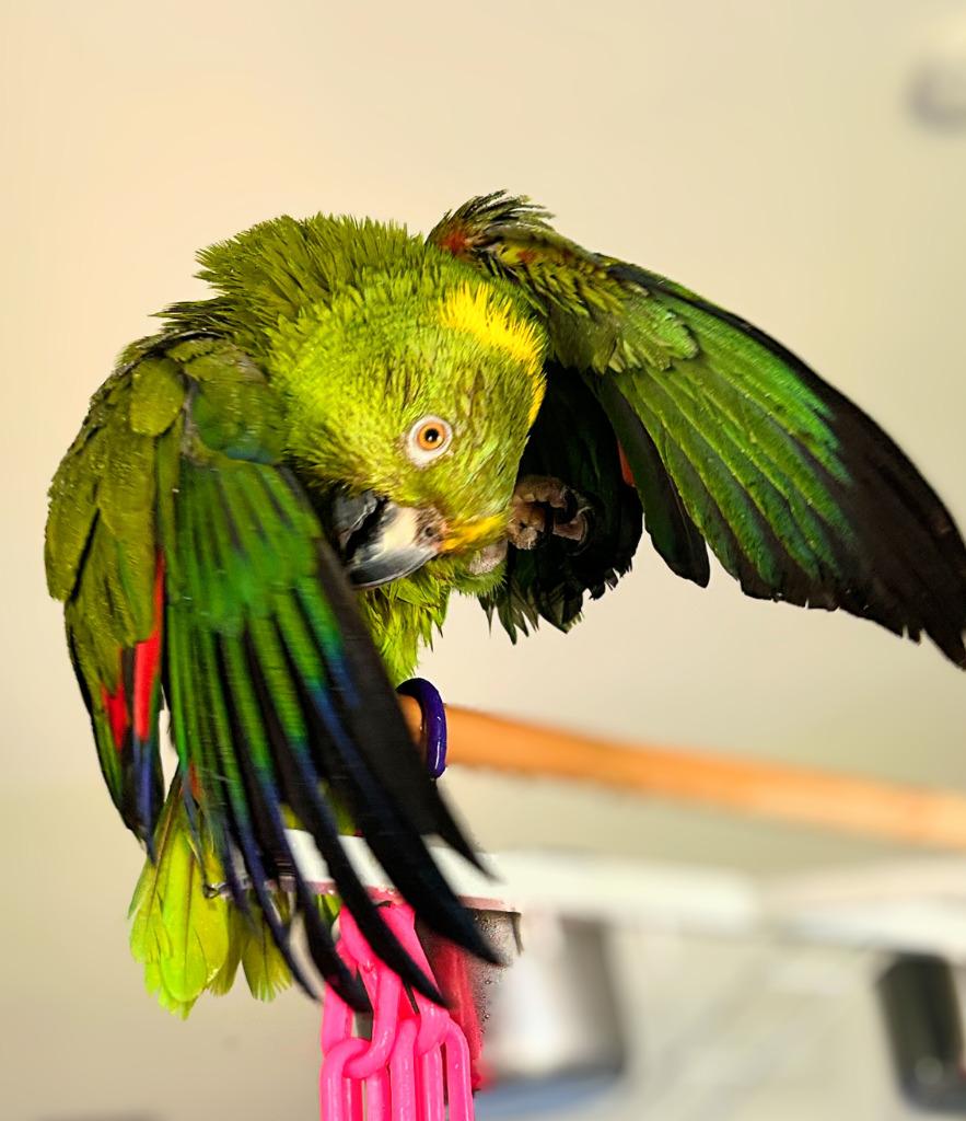 Brussels, a Adoptable Amazon in Ballwin, MO image 3/6