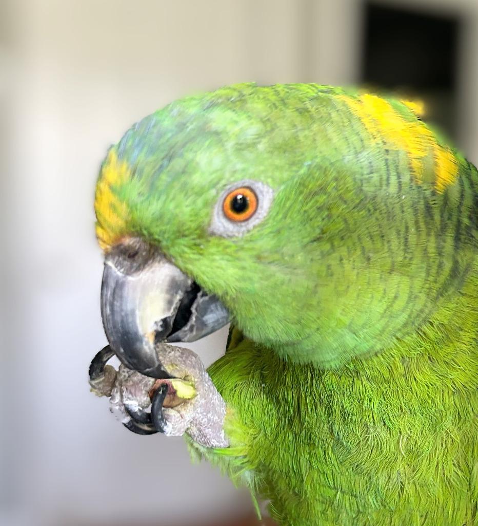 Brussels, a Adoptable Amazon in Ballwin, MO image 4/6