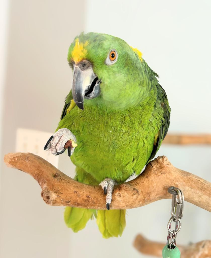 Brussels, a Adoptable Amazon in Ballwin, MO image 5/6