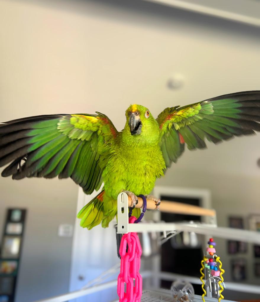 Brussels, a Adoptable Amazon in Ballwin, MO image 6/6