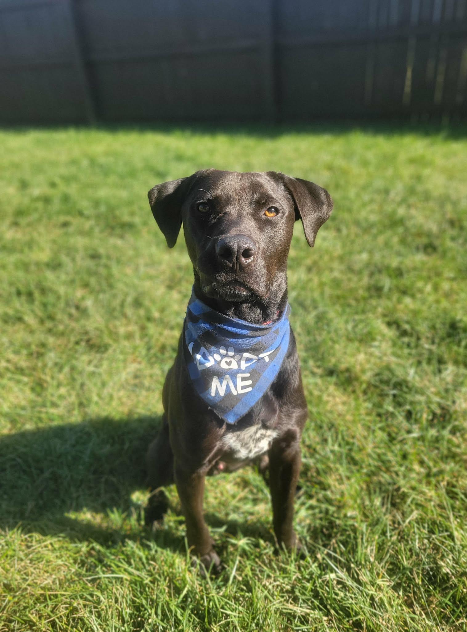 Enlarge Henry, a Adoptable Labrador Retriever in Indianapolis, IN image 5/6