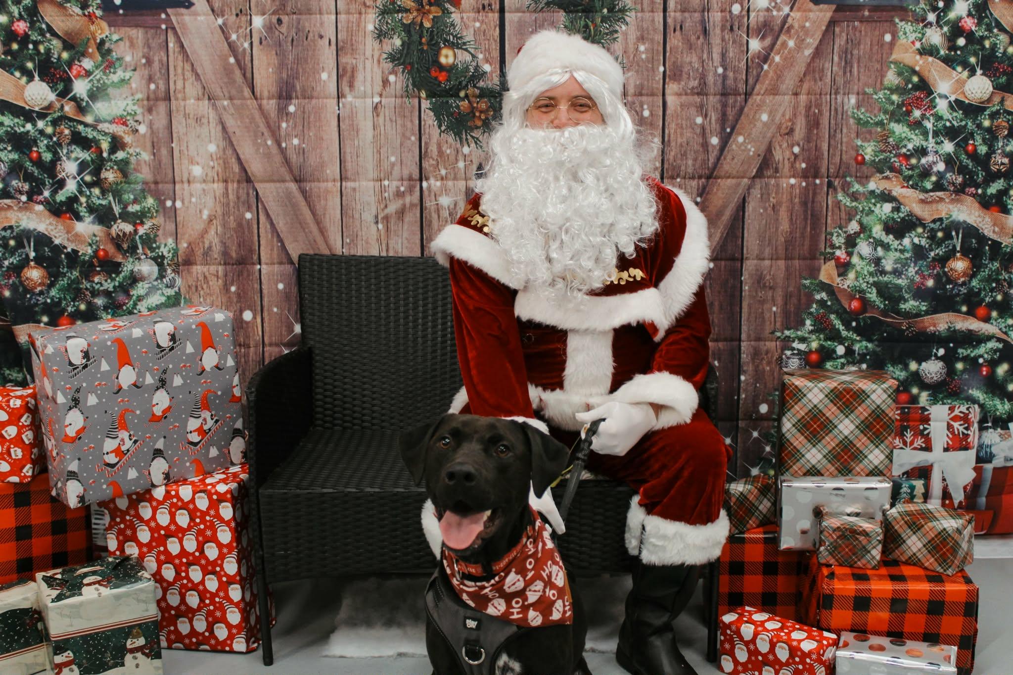 Enlarge Henry, a Adoptable Labrador Retriever in Indianapolis, IN image 3/6