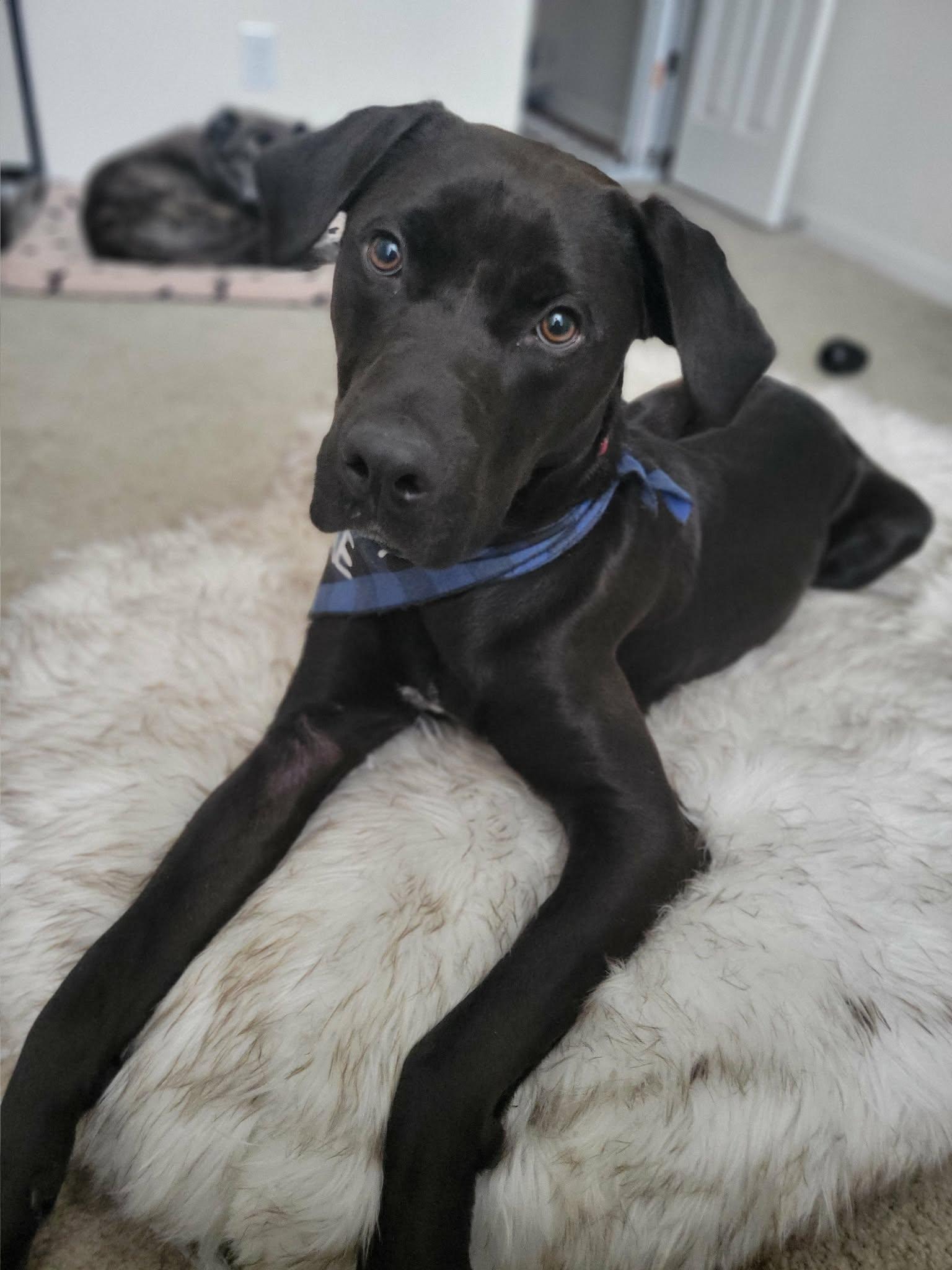 Henry, Adoptable, Young Male Labrador Retriever.