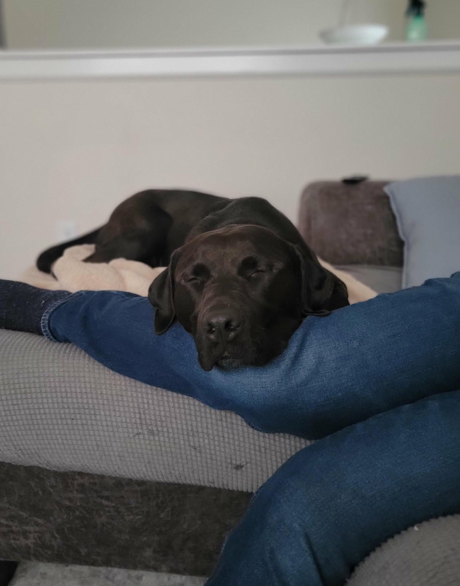 Enlarge Henry, a Adoptable Labrador Retriever in Indianapolis, IN image 4/6