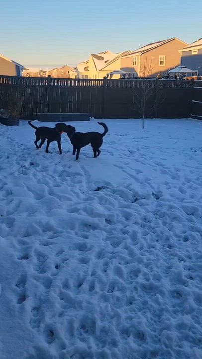 Enlarge Henry, a Adoptable Labrador Retriever in Indianapolis, IN video 6/6