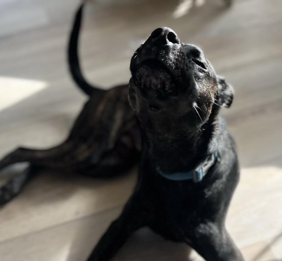 Atlas - your new BFF awaits you! COURTESY POST