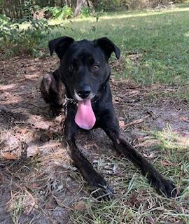 Atlas - your new BFF awaits you! COURTESY POST