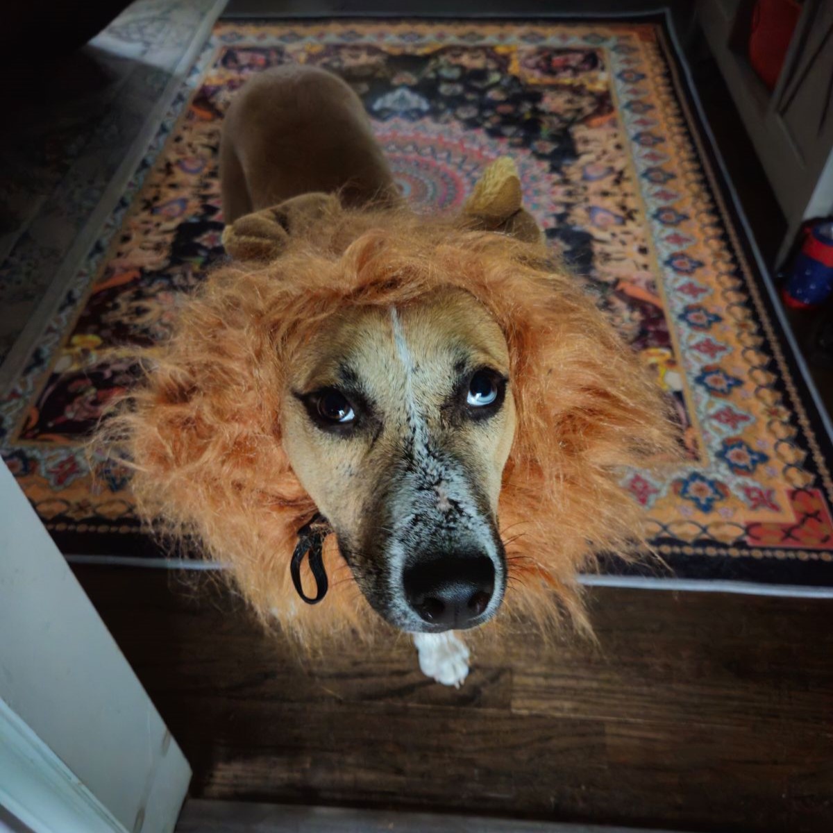 Dog for adoption Arnold, a Shepherd Mix in Jamaica Plain, MA Petfinder