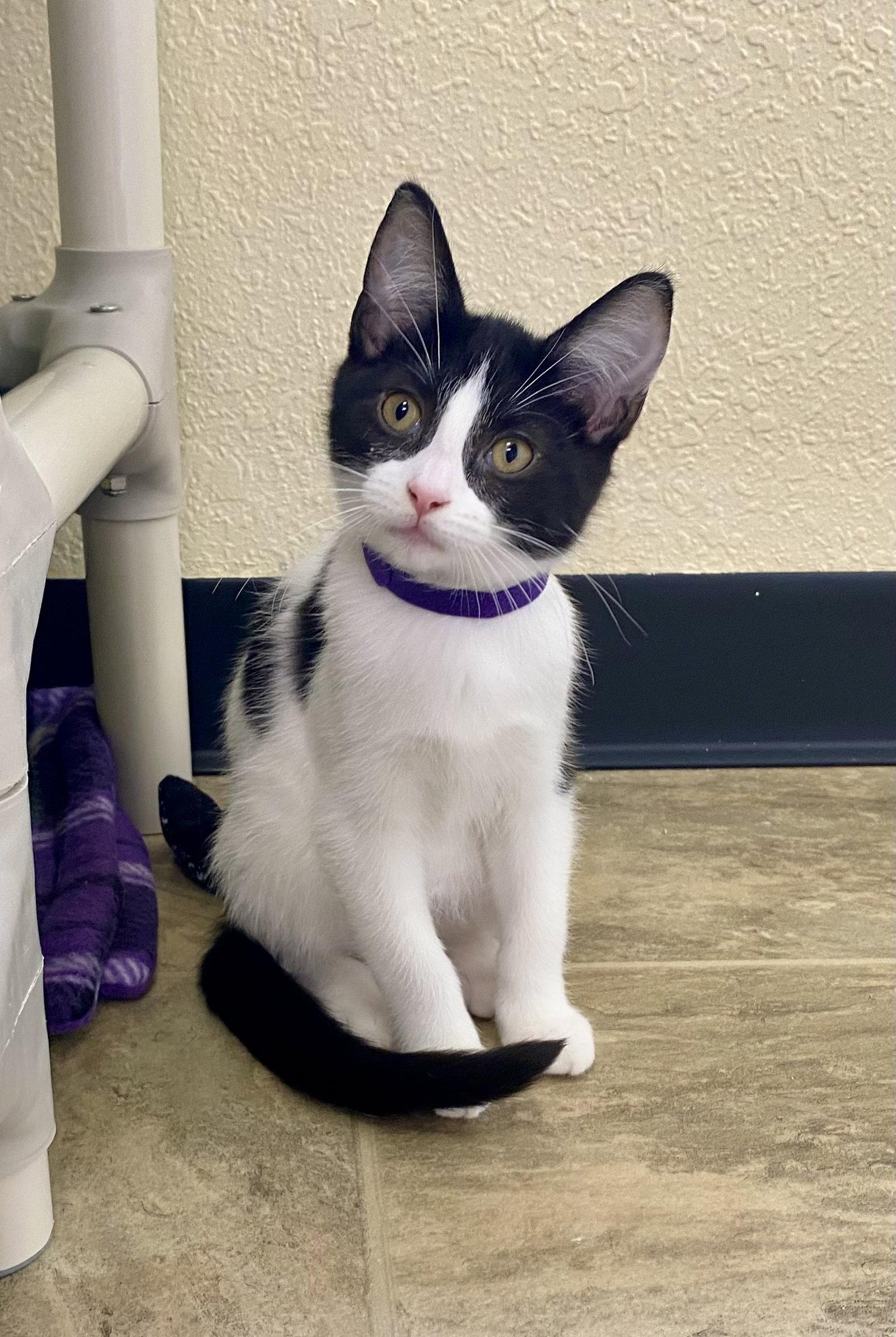 Enlarge Watermelon, a Adoptable Domestic Short Hair in Fargo, ND image 1/1