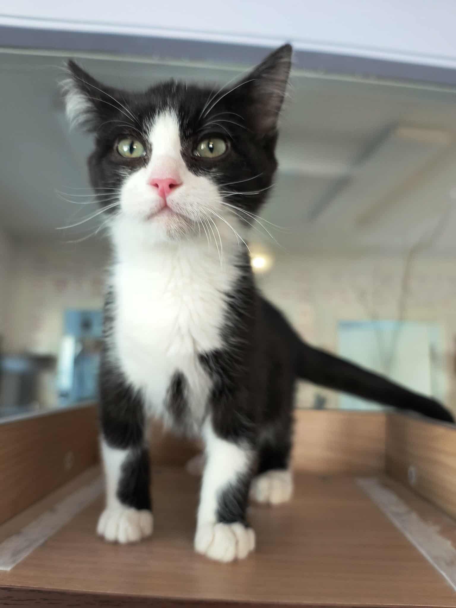 Hooligan, an adoptable Tuxedo in Weaverville, CA, 96093 | Photo Image 2