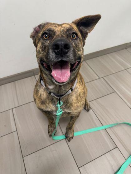 Brutus - 2, a Adoptable mixed breed in Daytona Beach, FL image 1/3