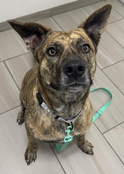 Brutus - 2, a Adoptable mixed breed in Daytona Beach, FL image 2/3