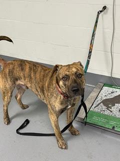 Brutus - 2, a Adoptable mixed breed in Daytona Beach, FL image 3/3