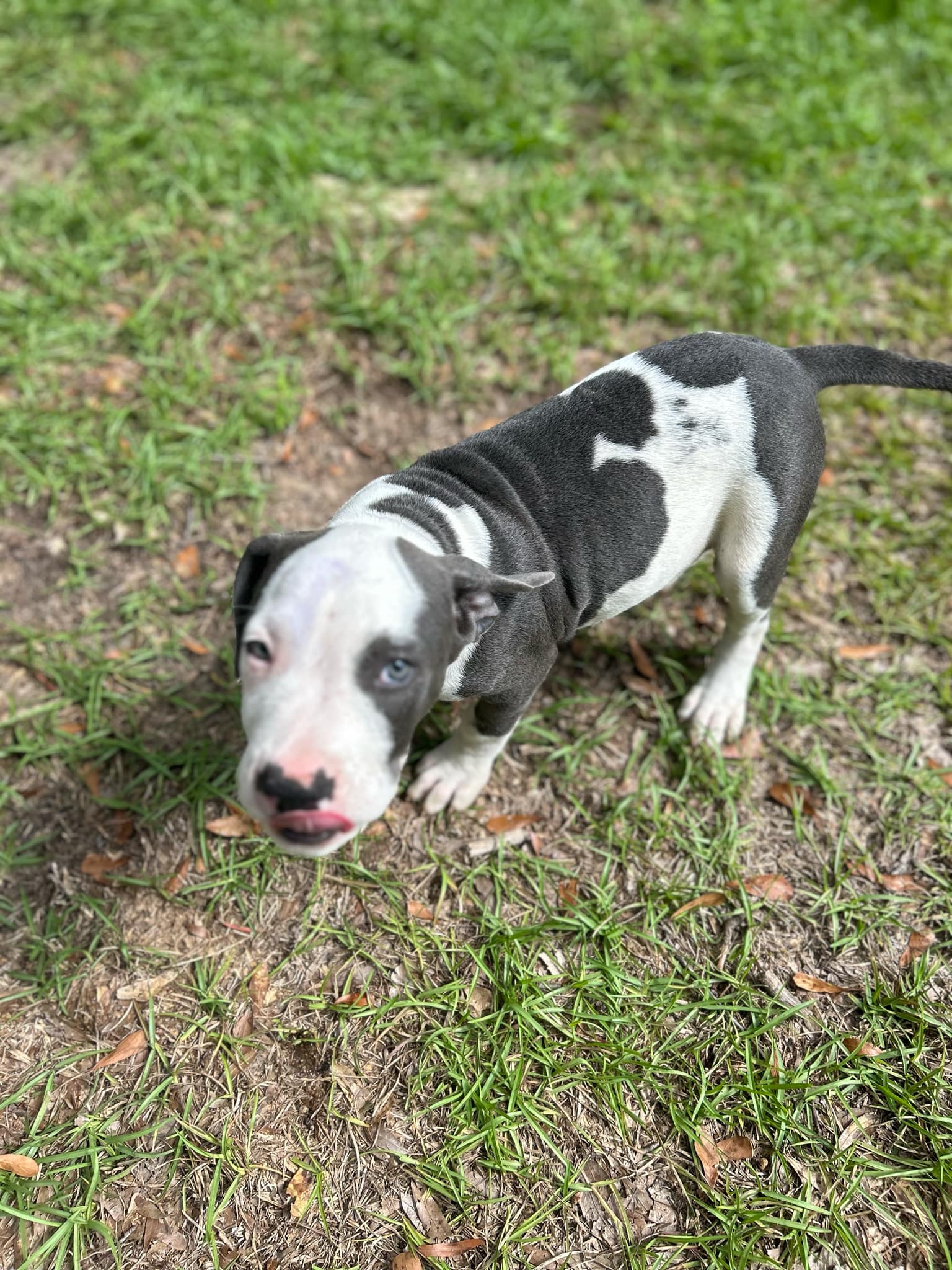 Enlarge Max, a Adopted American Bulldog in HARTFORD, AL image 1/1