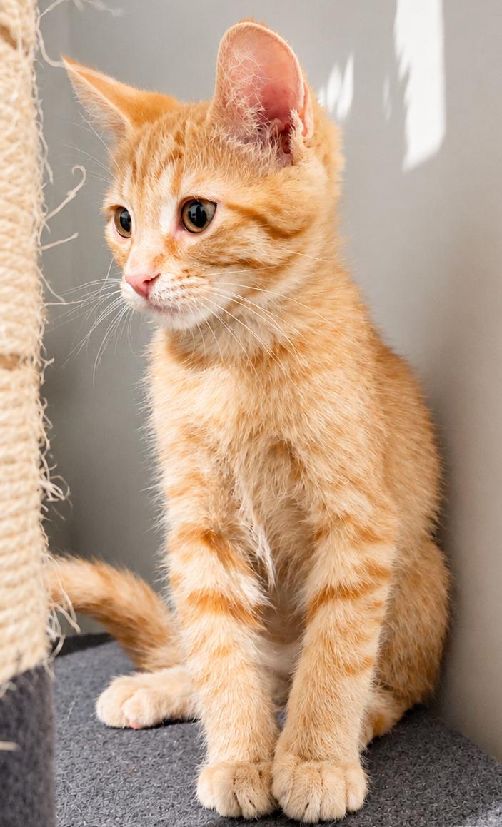 Enlarge Hamm...life is better with a little Hamm around, an adopted Domestic Short Hair in Murfreesboro, TN image 3/3