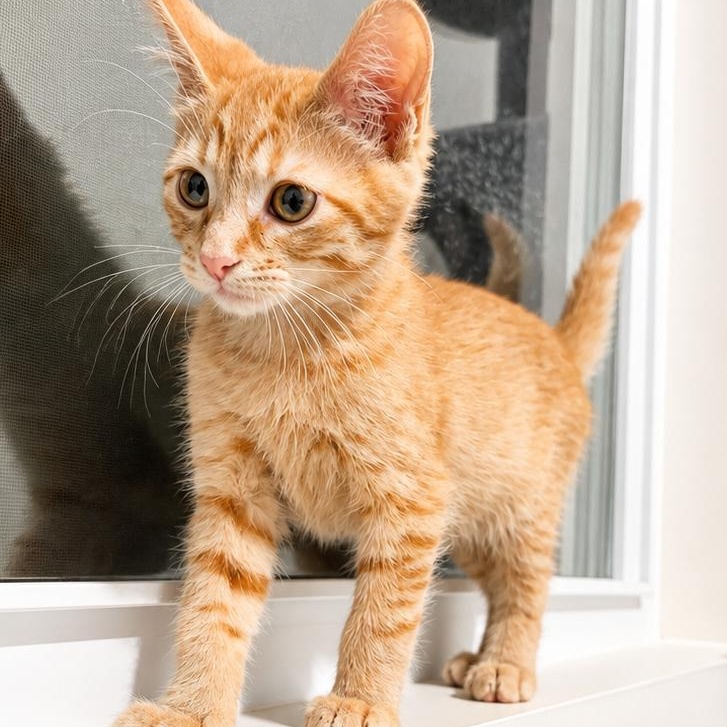 Enlarge Hamm...life is better with a little Hamm around, an adopted Domestic Short Hair in Murfreesboro, TN image 2/3