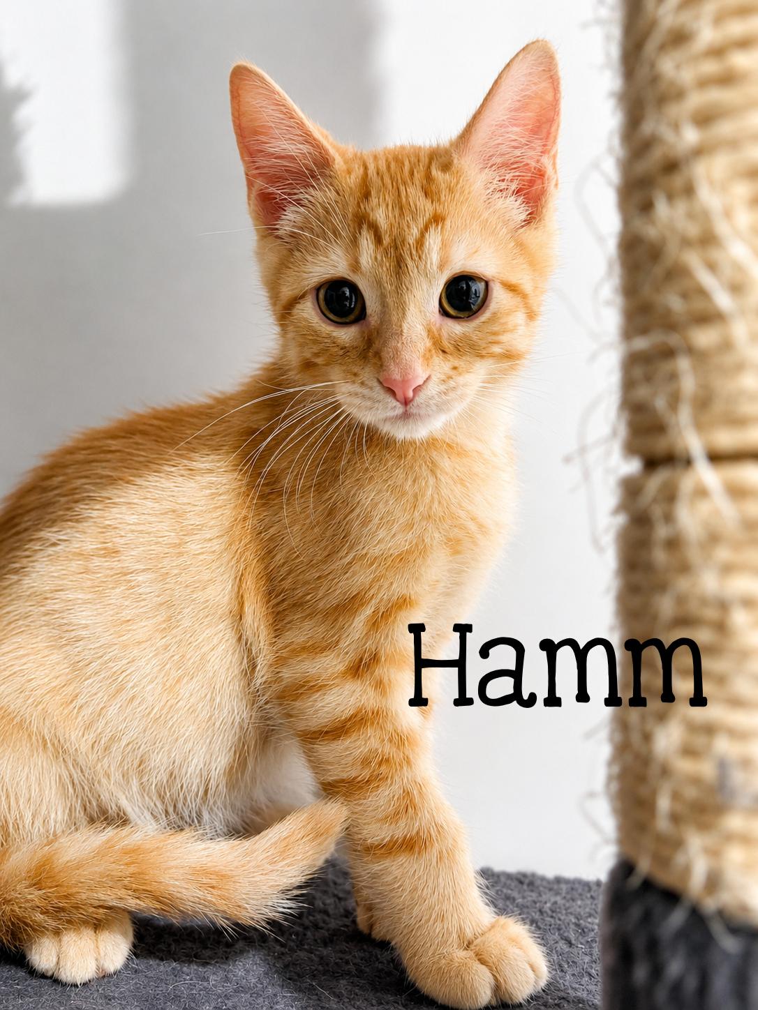 Enlarge Hamm...life is better with a little Hamm around, an adopted Domestic Short Hair in Murfreesboro, TN image 1/3