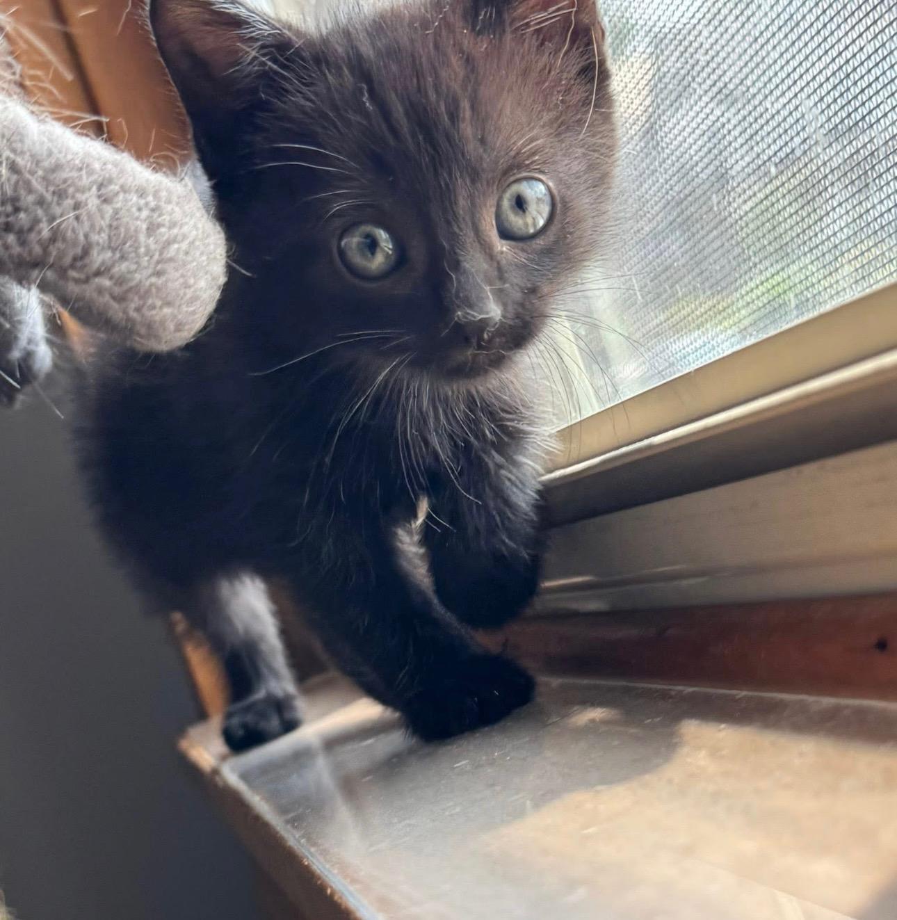 Durst and Rain, a Adopted Domestic Short Hair in Verona, PA image 3/4