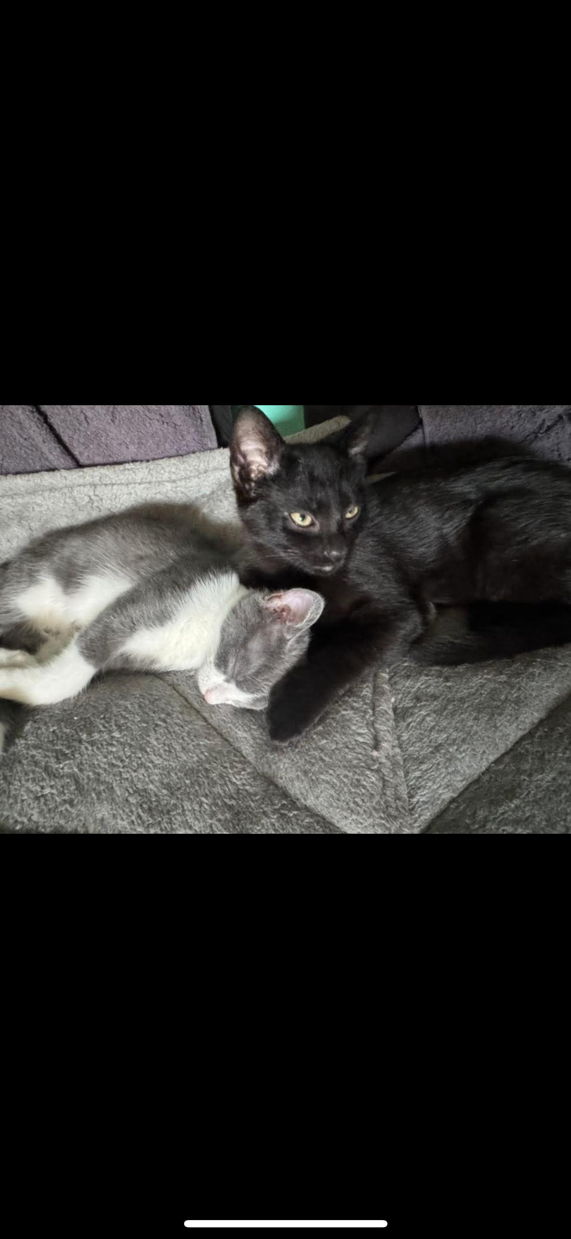 Durst and Rain, a Adopted Domestic Short Hair in Verona, PA image 1/4