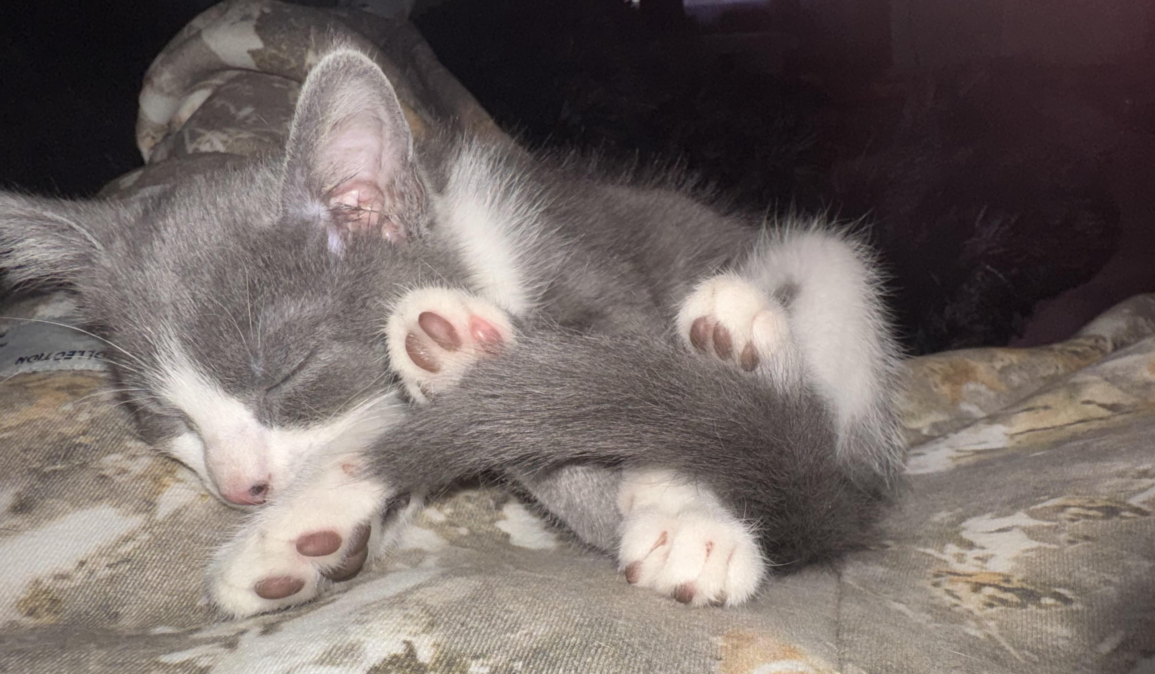 Durst and Rain, a Adopted Domestic Short Hair in Verona, PA image 4/4