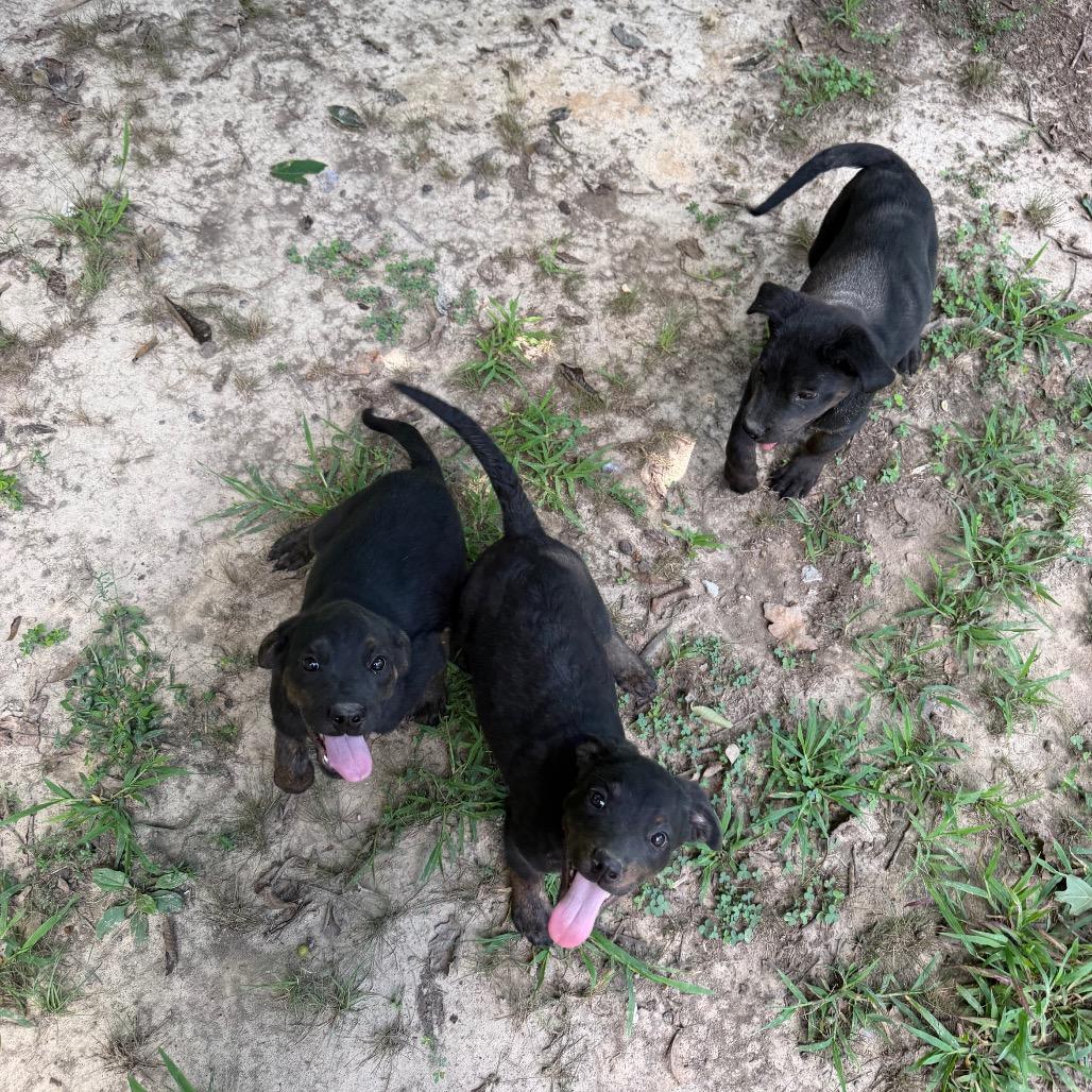 Arial, Adoptable, Young Female Pit Bull Terrier.