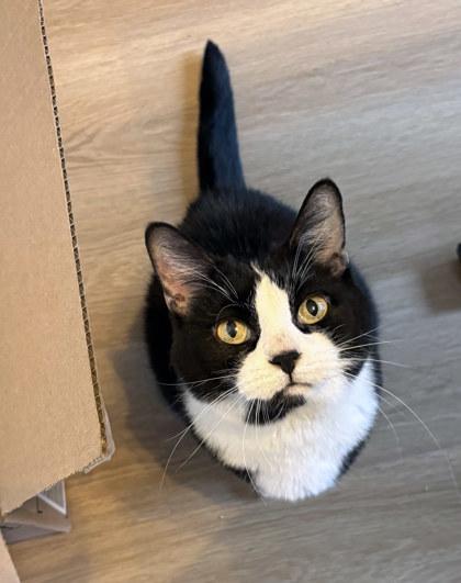 Miss Bibs (in foster)