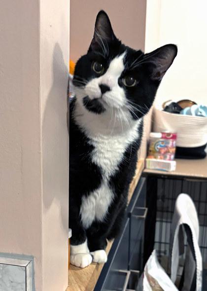 Miss Bibs (in foster) — thumbnail 2