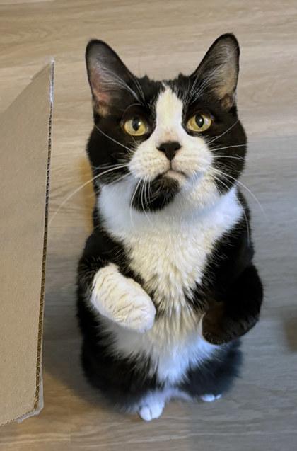 Miss Bibs (in foster) — thumbnail 3