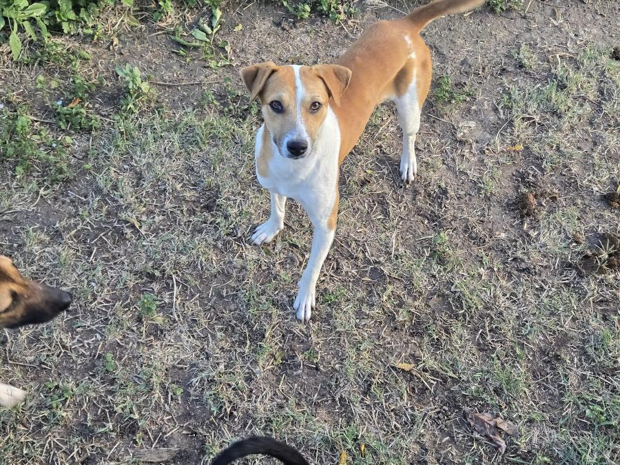 Harold, Adoptable, Young Male Beagle & Jack Russell Terrier.
