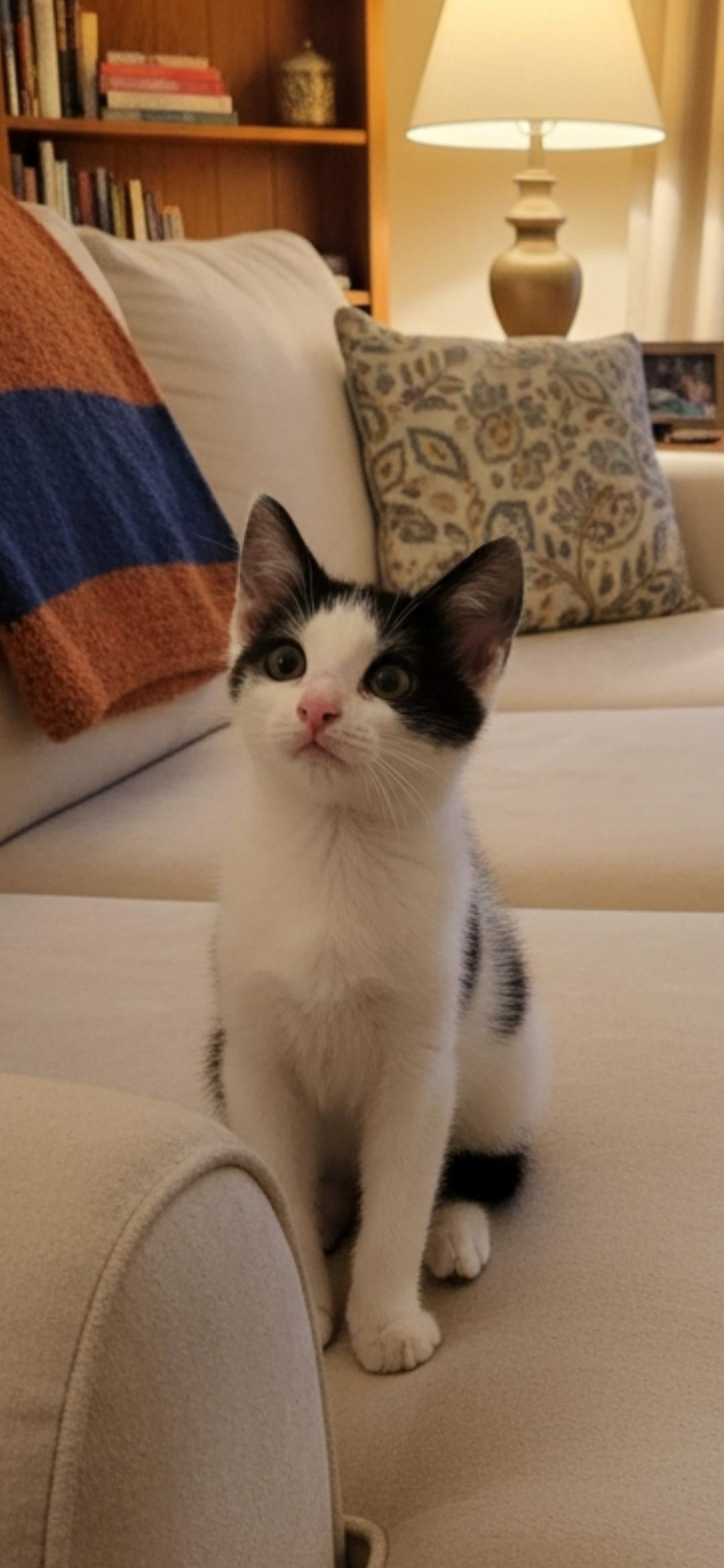 Enlarge Moon Bear, an adopted mixed breed in Hawthorne, CA image 1/2