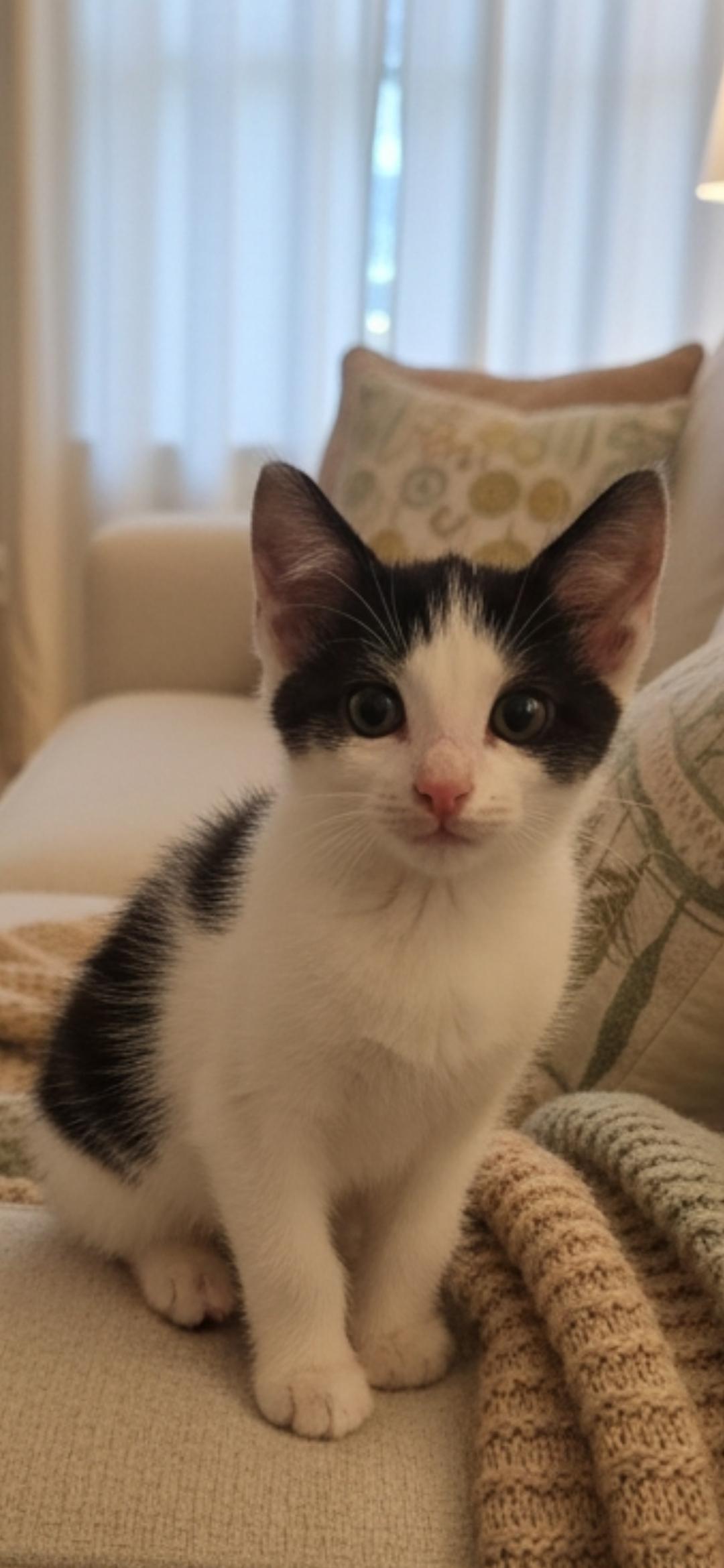 Enlarge Moon Bear, an adopted mixed breed in Hawthorne, CA image 2/2