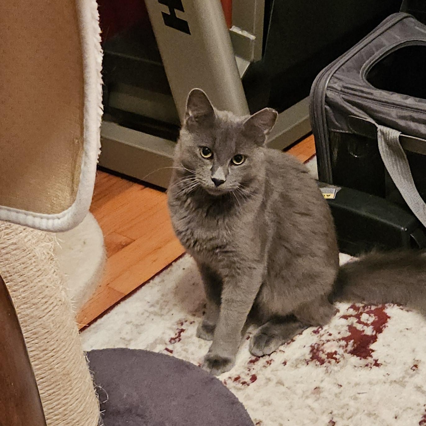 Enlarge Pete, an adopted Domestic Medium Hair in Atlanta, GA image 2/4