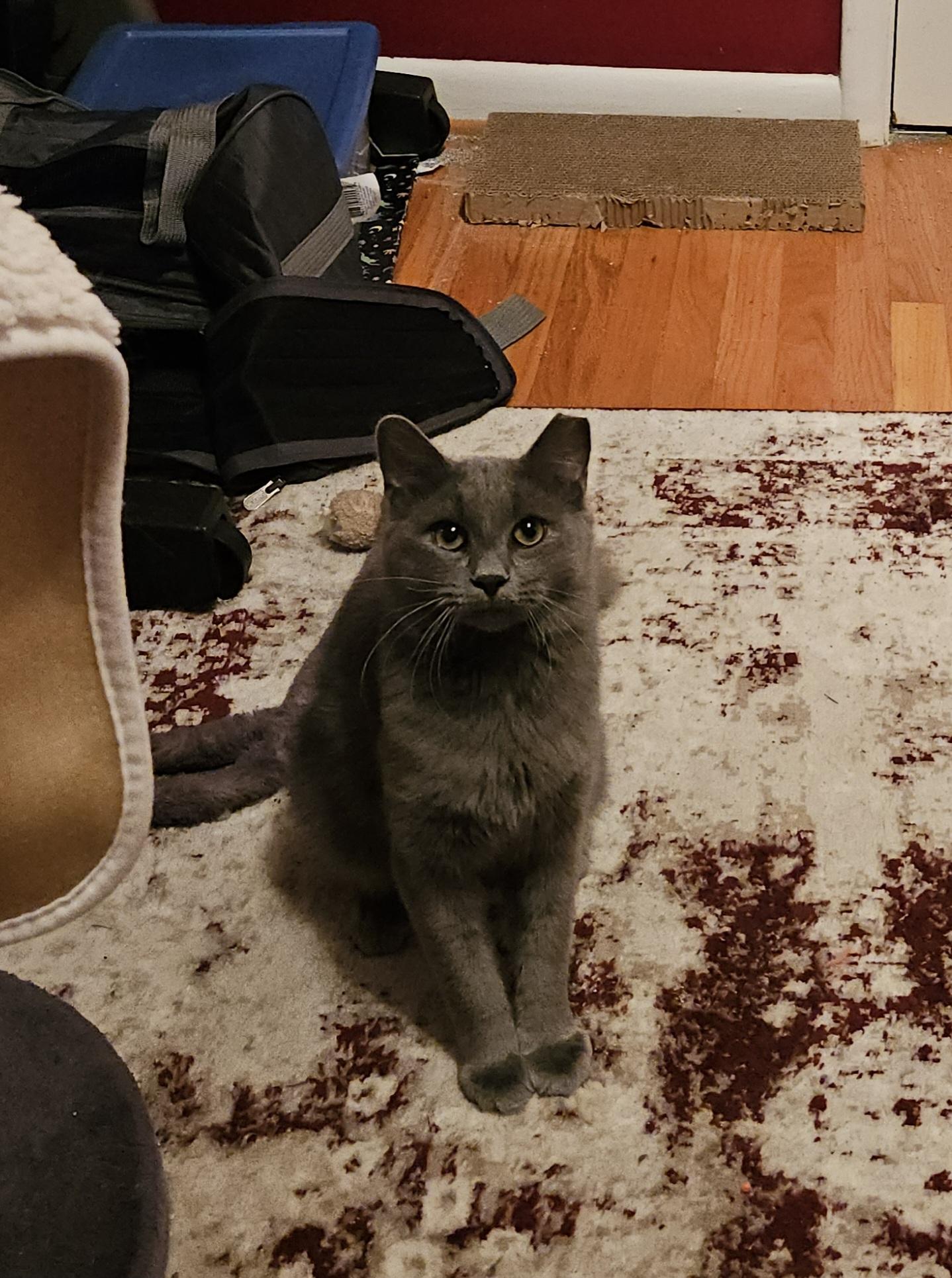 Pete, adopted, Young Male Domestic Medium Hair.