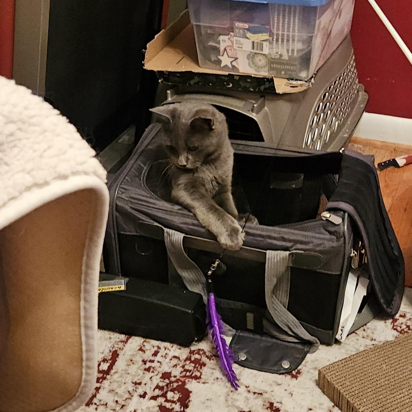 Enlarge Pete, an adopted Domestic Medium Hair in Atlanta, GA image 3/4