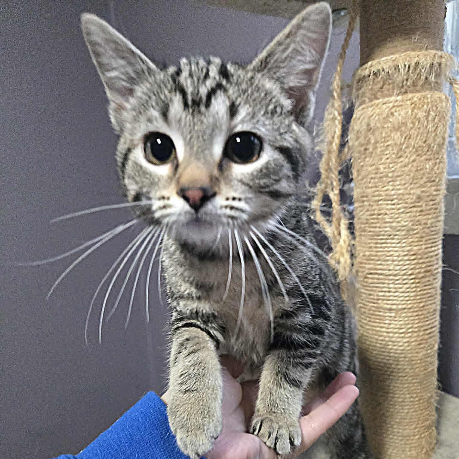 Enlarge Margherita, a Adoptable Domestic Short Hair image 1/1