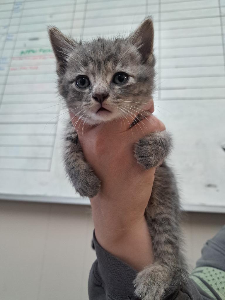Jill, Adoptable, Kitten Female Domestic Short Hair.