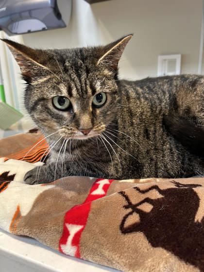 Enlarge Daisy, a ADOPTABLE Domestic Short Hair in Hamilton, MT image 1/3