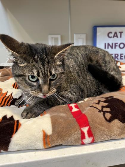 Enlarge Daisy, a ADOPTABLE Domestic Short Hair in Hamilton, MT image 2/3