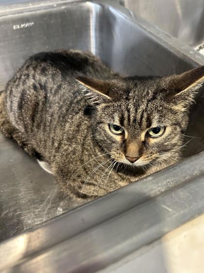 Enlarge Daisy, a ADOPTABLE Domestic Short Hair in Hamilton, MT image 3/3