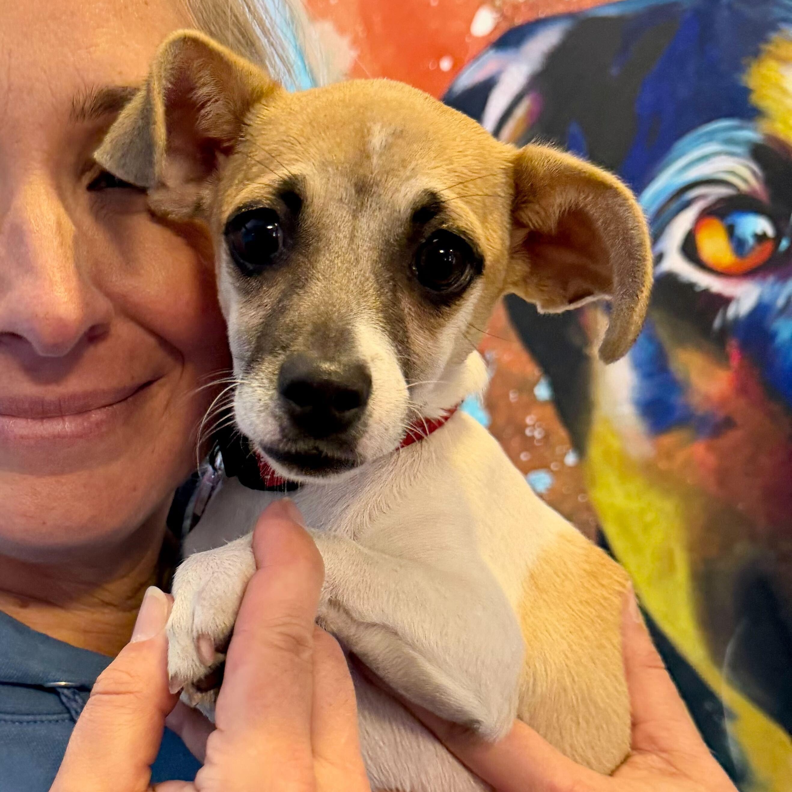 Boo Boo, ADOPTABLE, Puppy Female Chihuahua.